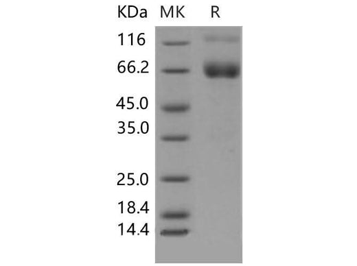 > 95 % as determined by reducing SDS-PAGE.