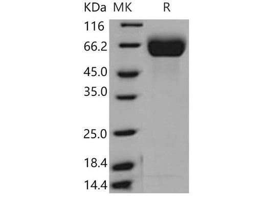 > 97 % as determined by reducing SDS-PAGE.