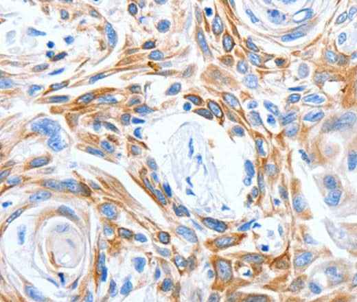 Anti-Human LRIG3 Antibody