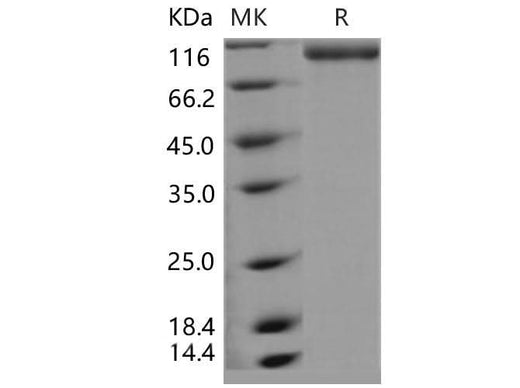 > 90 % as determined by reducing SDS-PAGE.