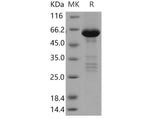> 90 % as determined by reducing SDS-PAGE.
