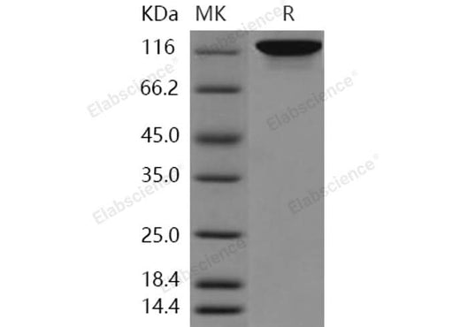 > 88 % as determined by reducing SDS-PAGE.
