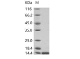 > 95 % as determined by reducing SDS-PAGE.