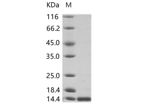 > 95 % as determined by reducing SDS-PAGE.