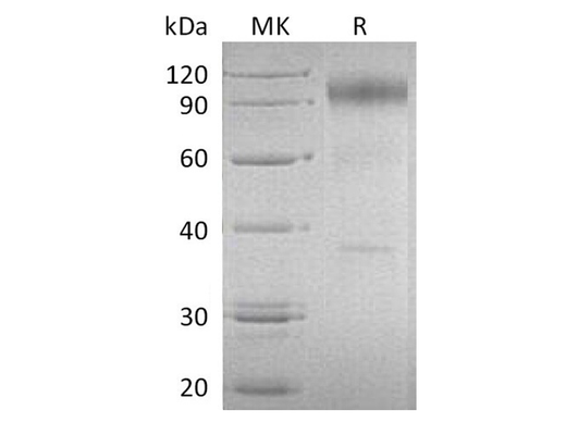 > 90 % as determined by reducing SDS-PAGE.
