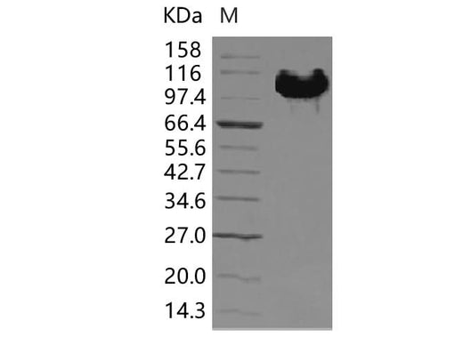 > 95 % as determined by reducing SDS-PAGE.