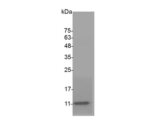 Recombinant Swine IL-8 protein(His Tag) - ABMIUM