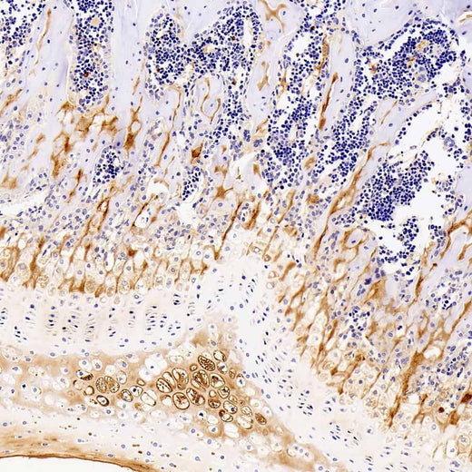 Immunohistochemistry analysis of paraffin-embedded mouse bone using COL2A1 Monoclonal Antibody at dilution of 1:400.