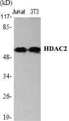 Anti-Human/Mouse/Rat/Monkey HDAC2 Antibody