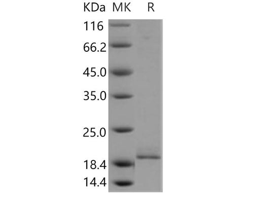 > 87 % as determined by reducing SDS-PAGE.
