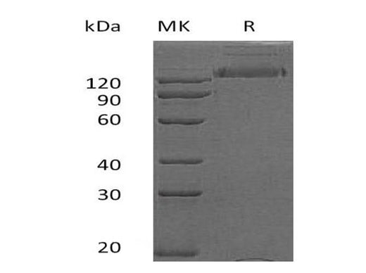 > 95 % as determined by reducing SDS-PAGE.