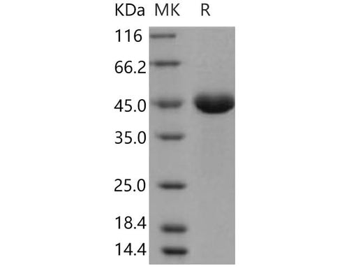> 97 % as determined by reducing SDS-PAGE.
