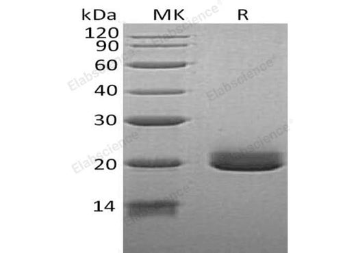> 90 % as determined by reducing SDS-PAGE.