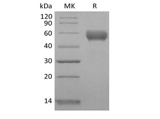 > 95 % as determined by reducing SDS-PAGE.