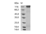 > 90 % as determined by reducing SDS-PAGE.
