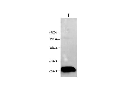 Western blot with anti-S100A7 polyclonal Antibody at dilution of 1:500.lane 1: A431