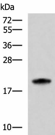 Western blot analysis of HL-60 cell lysate using MRPS28 Polyclonal Antibody at dilution of 1:600