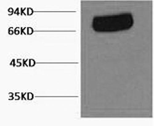 Western Blot analysis of Human serum using Transferrin Monoclonal Antibody at dilution of 1:2000.