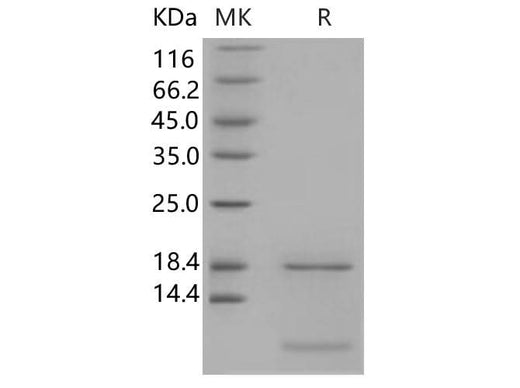 > 95 % as determined by reducing SDS-PAGE.