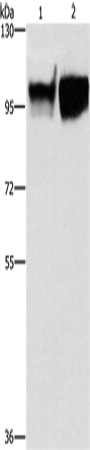 Anti-Human CD54 Antibody - ABMIUM