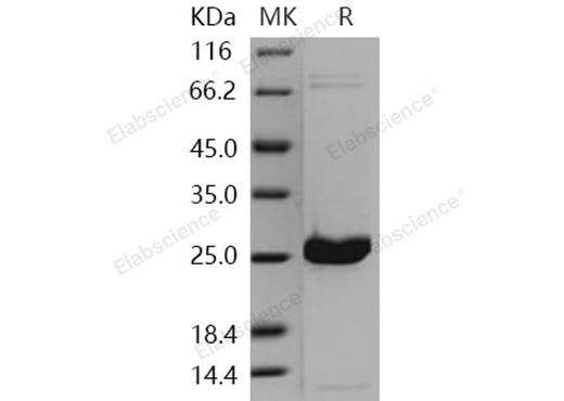 > 95 % as determined by reducing SDS-PAGE.