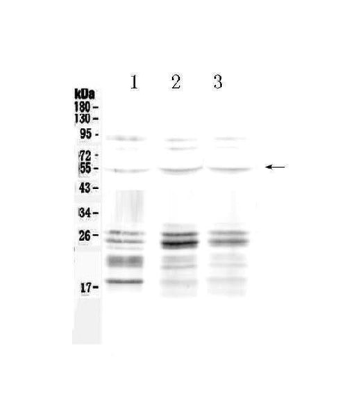 Anti-PTEN Antibody Picoband® Boster Bio