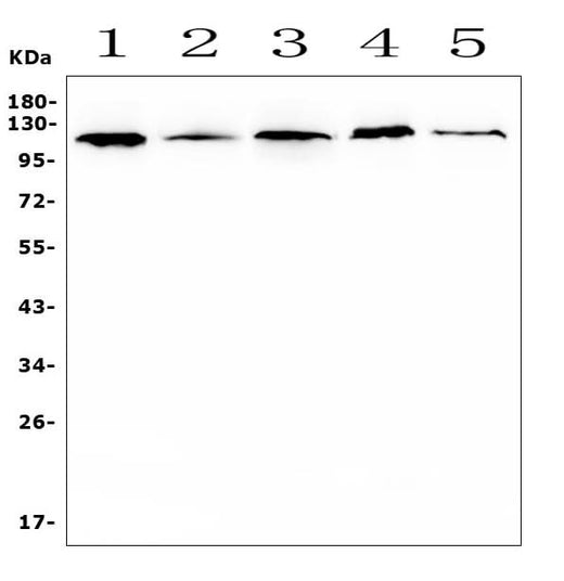 Anti-HIF-1 alpha/HIF1A Antibody Picoband® Boster Bio