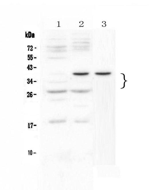 Anti-VEGF/Vegfa/VEGF164 Antibody Picoband® Boster Bio