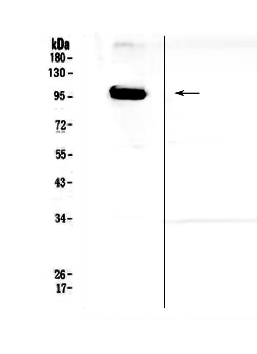Anti-APP/C99 Antibody Picoband® Boster Bio