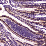 Anti-KLF4 Antibody Picoband® Boster Bio