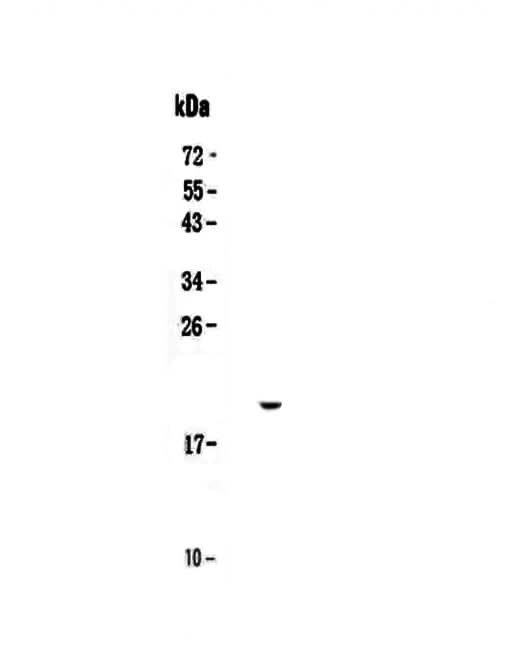 Anti-IL17C Antibody Picoband® Boster Bio