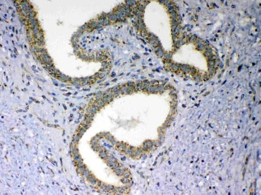 Anti-MAVS Antibody Picoband® Boster Bio