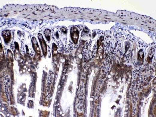 Anti-Ran Antibody Picoband® Boster Bio