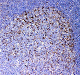 Anti-ICOS Antibody Boster Bio