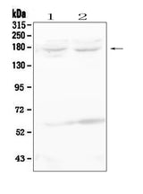 Anti-RET Antibody Picoband® Boster Bio