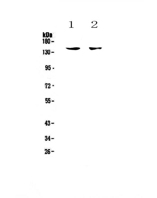 Anti-CD11c/ITGAX Antibody Picoband® Boster Bio
