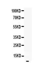 Anti-EGF Antibody Picoband® Boster Bio