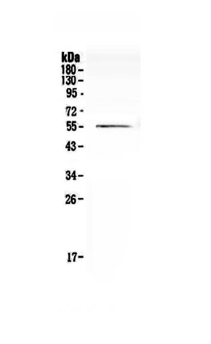 Anti-Cdc20 Antibody Picoband® Boster Bio