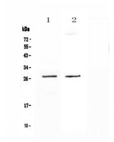 Anti-SPR Antibody Picoband® Boster Bio