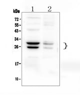 Anti-COMT Antibody Picoband® Boster Bio
