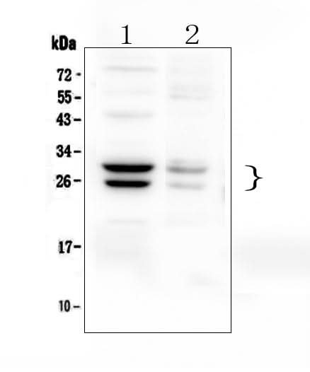 Anti-COMT Antibody Picoband® Boster Bio