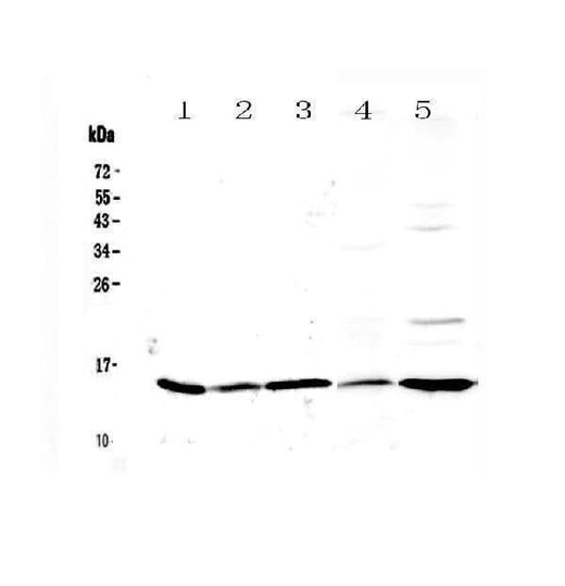 Anti-Galectin 1/Lgals1 Antibody Picoband® Boster Bio