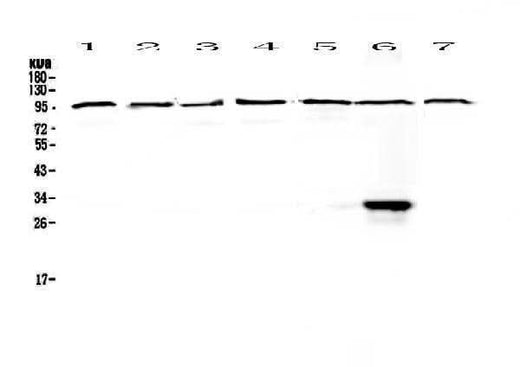 Anti-DGCR8 Antibody Picoband® Boster Bio