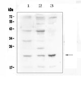 Anti-Leptin Antibody Picoband® Boster Bio