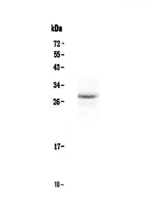 Anti-EPO Antibody Picoband® Boster Bio