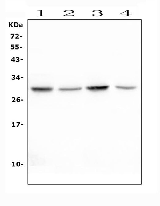 Anti-Erythropoietin EPO Antibody Picoband® Boster Bio