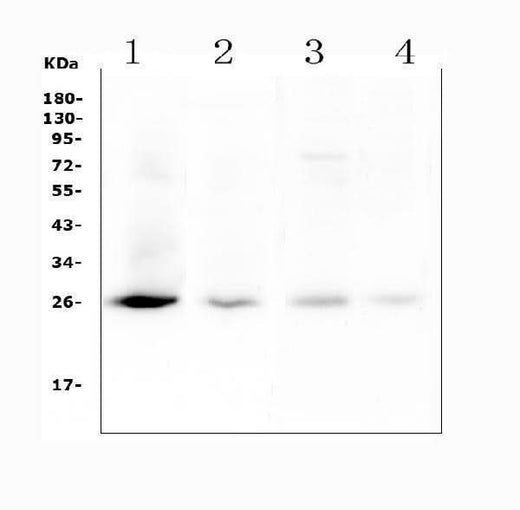 Anti-TIMP1 Antibody Picoband® Boster Bio