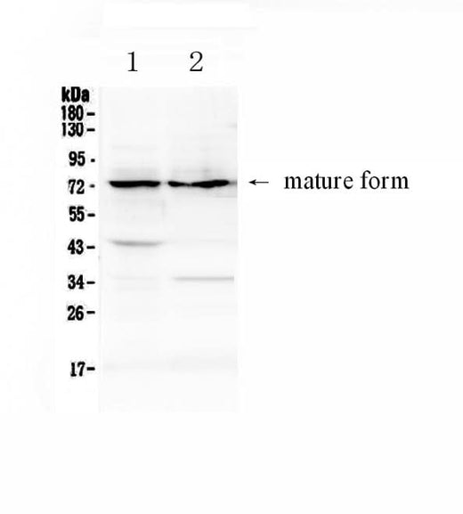 Anti-ADAM10 Antibody Picoband® Boster Bio