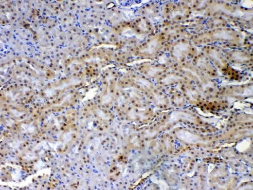 Anti-XRCC1 Antibody Picoband® Boster Bio