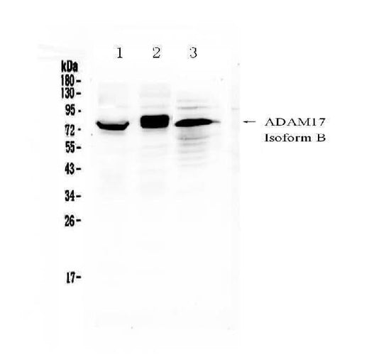 Anti-ADAM17 Antibody Picoband® Boster Bio
